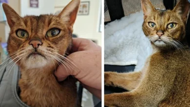 15 Year Old Kitty Asks A Neighbor For Help After Being Life Behind