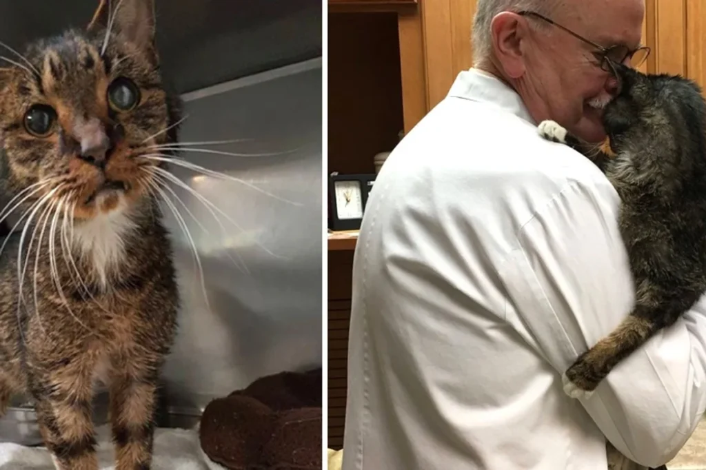 15 Year Old Scraggly Shelter Cat Found Humans Hed Been Waiting For All His Life