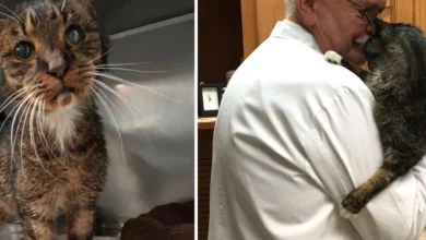 15-Year-Old Scraggly Shelter Cat Found Humans He'D Been Waiting For All His Life...