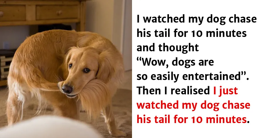 20 Hilarious Dog Tweets About Dogs