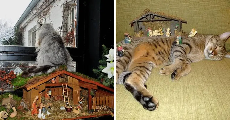 24 Times Cats Crashed Nativity Scenes And Didn’t Give A Fur