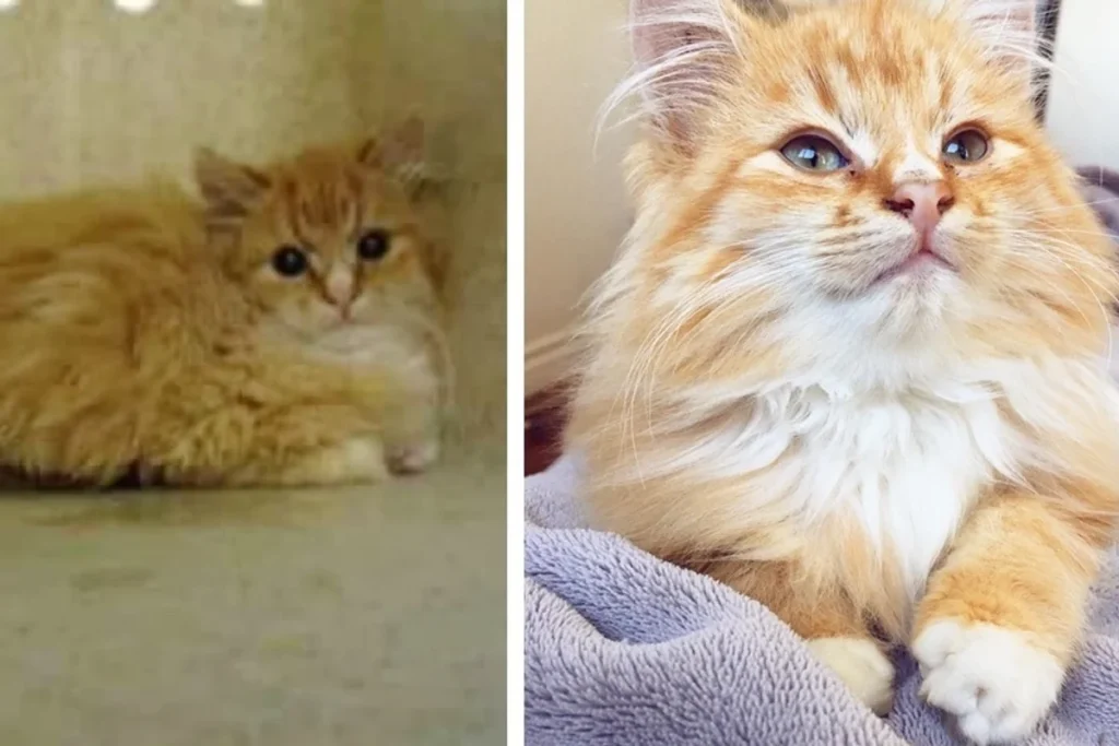 9 Week Old Kitten Was Scheduled To Be Euthanized Because He Was Too Feral