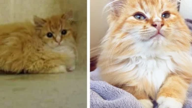 Man Saves Kitten Who Was Deemed “Too Feral” And Discovers What A Lovebug He Is!