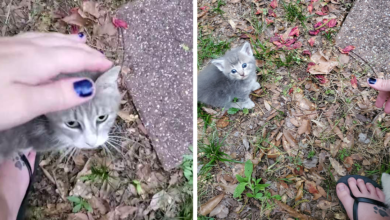 Stray Cat Brings Her Babies To Meet The Woman Who'S Been Feeding Her