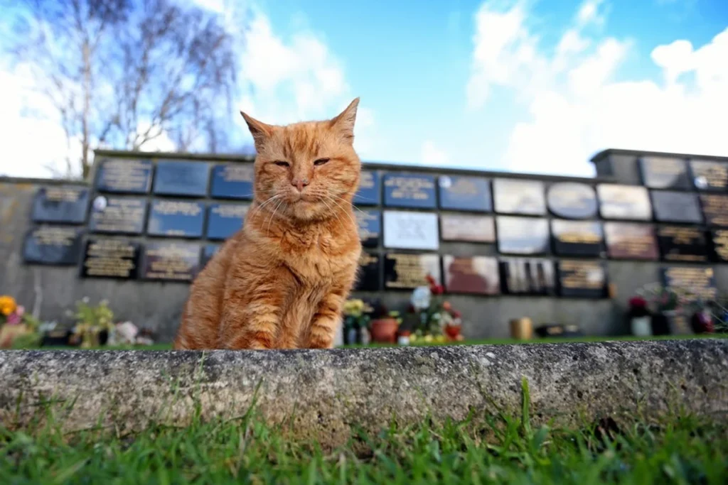 A Cat Who Wandered A Cemetery To Comfort Mourners For 20 Years Has Been Laid To Rest After He Died Of Old Age