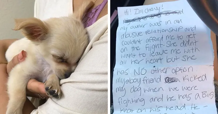 Abandoned Puppy Found Alone At Airport With Note From His Owner Saying She Had No Choice But To Leave Him Behind