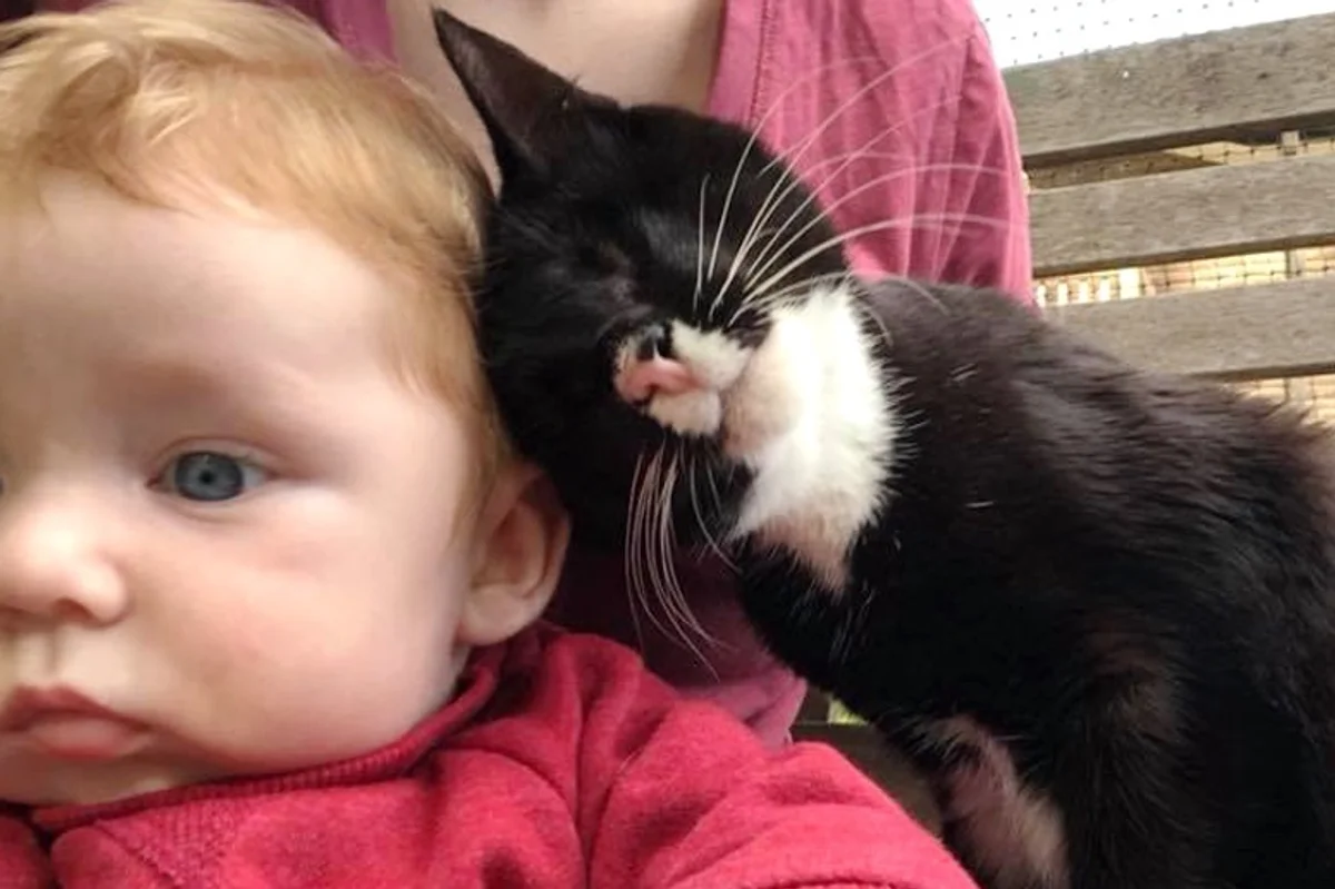 Blind Kitten Found Alone On Streets Cant Stop Giving Love And Cuddles For Saving Her Life