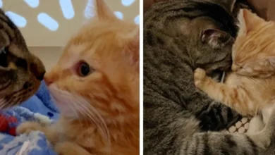 Cat Cuddles Shy Kitten After He Was Found Wandering The Streets Alone