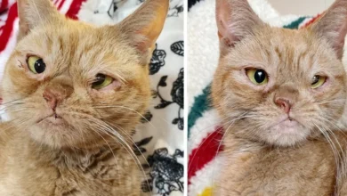 Cat With One Nostril Has Her Dream Come True For The Holidays After Being Found On Construction Site