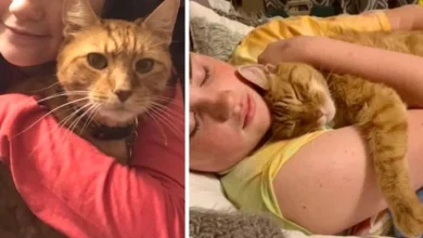 Couple Went To Concert But Came Home With A Cat Cuddling In Their Arms