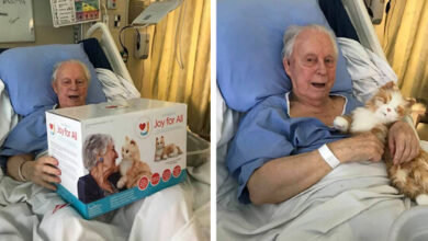 Family Gave Their Dad With Dementia A Robotic Cat Cause His Kitty Couldn’t Come To The Hospital