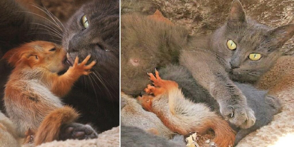 Four Orphaned Baby Squirrels Find Love In An Unlikely Foster Cat Mom