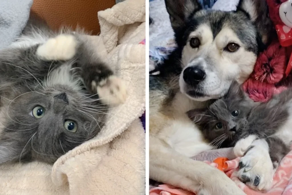 Kitten Born With Twisted Legs Cuddles Rescued Dog And Wont Stop Purring