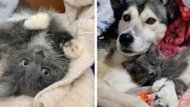 Kitten Born With Twisted Legs Cuddles Rescued Dog And Won'T Stop Purring