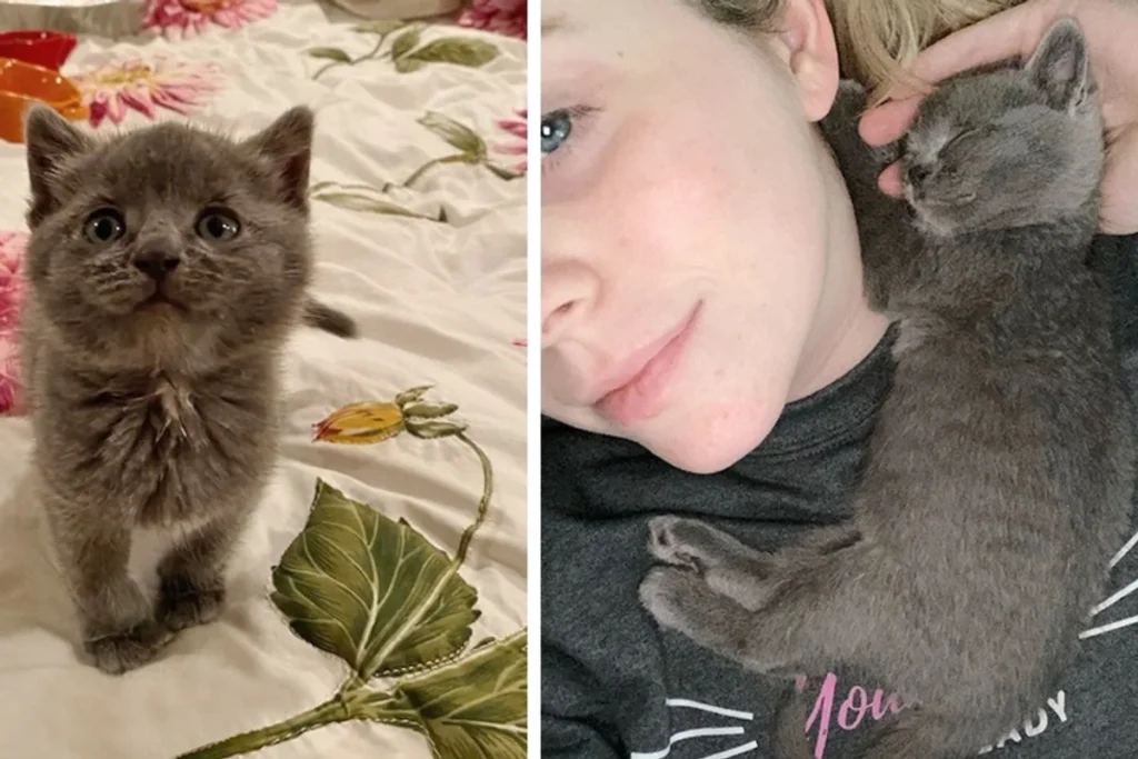 Kitten Cuddles Rescuer And Wont Let Go After She Was Found Alone On Farm