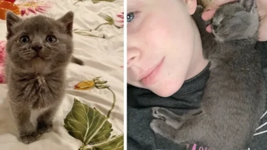 Kitten Cuddles Rescuer And Won'T Let Go After She Was Found Alone On Farm