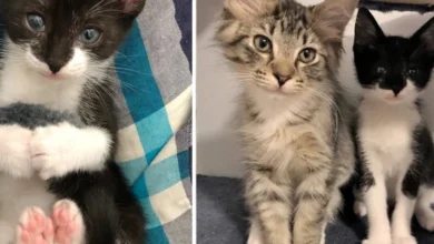 Kitten Found Crying Alone Outside, Cuddles Tabby Cat At The Rescue, And Won'T Let Go
