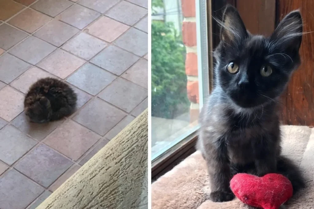 Kitten Who Was Found Sleeping Outside Alone Is So Happy Now That He Is Loved