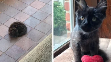 Kitten Who Was Found Sleeping Outside Alone, Is So Happy Now That He Is Loved