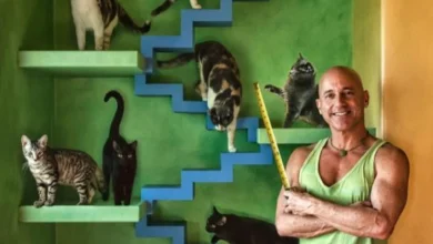 Man Transforms His House Into Cat Paradise For His 22 Rescued Cats