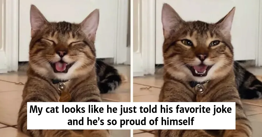 Meet Chestnut, The Cat From The “Dad Joke” Meme The Internet Has Fallen In Love With