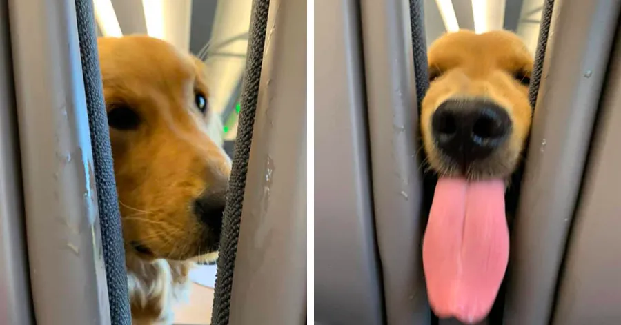 Puppy Gets Bored On A Long Flight And Decides To Entertain The Passengers Behind Him