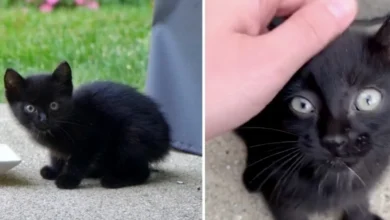 Stray Kitten Finds Family That Is Kind To Him, And Decides To Move Right In