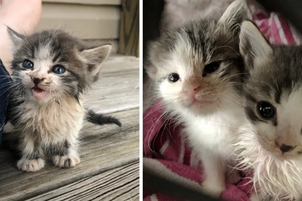 Stray Kitten Ran Up To A Couple Meowing For Help — He Brought His Sister With Him