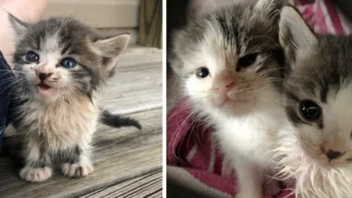 Stray Kitten Ran Up To A Couple, Meowing For Help — He Brought His Sister With Him