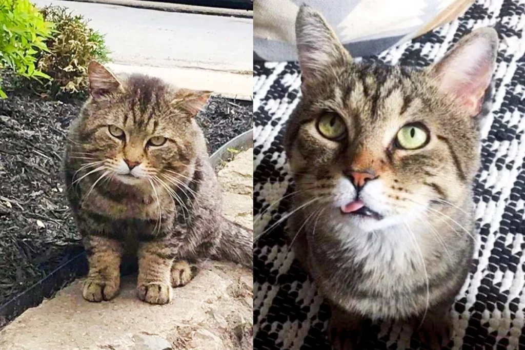 Street Cat Approaches Neighbor Who Offers Him Food He Decides Hes Ready To Be A Pampered House Cat