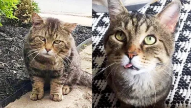 Street Cat Approaches Neighbor Who Offers Him Food, He Decides He'S Ready To Be A Pampered House Cat
