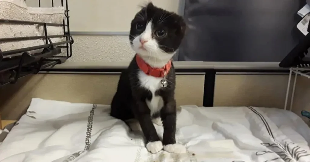This Kitten Lost Her Ears And Shelter Volunteers Crocheted New Ones For Her