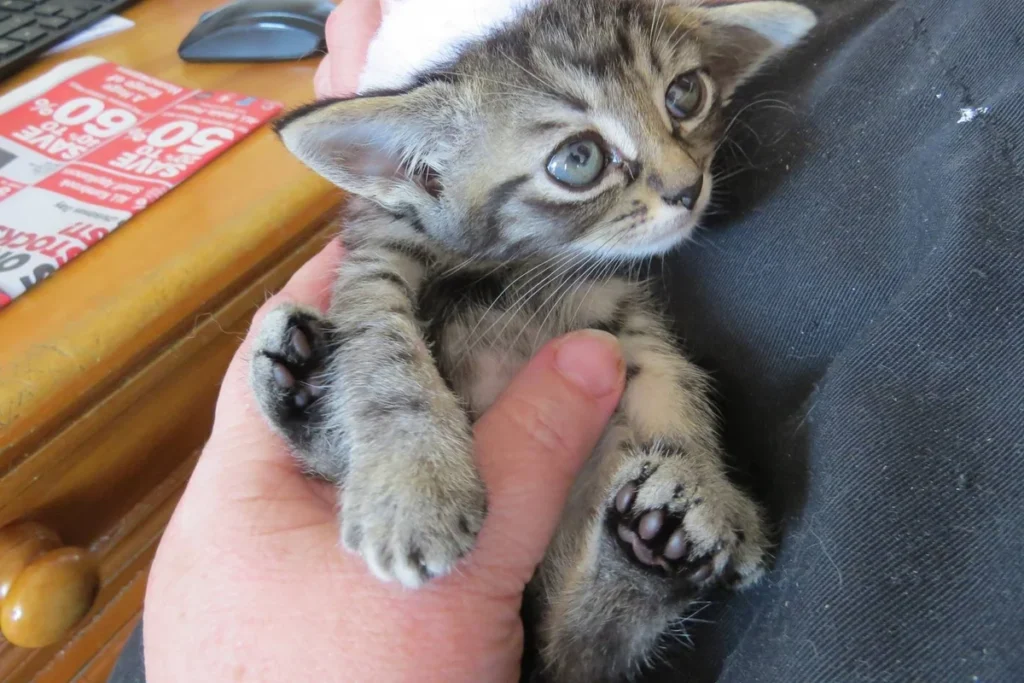 Tiniest Kitten Rescued By Big Guy They Never Expected Now 2 Years Later