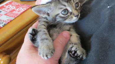 Tiniest Kitten Rescued By Big Guy They Never Expected, Now 2 Years Later