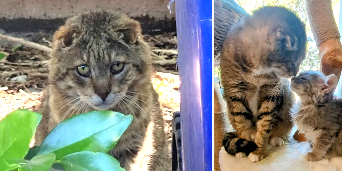 Feral ‘Tom-Tom’ Learns What It Is To Be Loved After A Lifetime Of Struggles