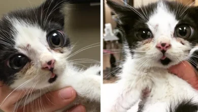 Woman Found Kitten With Very Large Eyes On Her Porch And Discovered How Special He Is