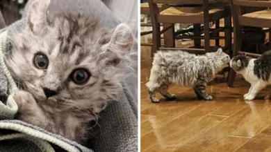 Woman Rescued Kitten Born Tailless And Went Back For His Sister Too