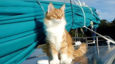 Hen Paul J. Thompson Takes To The Sea In His Sailboat, La Chica, He Can’t Hear The Sound Of The Waves Or The Approach Of Other Vessels. But He Doesn’t Have To. He Has A Cat For That. Strauss Von Skattebol Of Rebelpaws, A.k.a. Skatty, Is A 6-Month-Old Polydactyl Maine Coon, Who, At His Young Age, Has Already Proved Himself To Be An Essential Part Of Thompson’s Crew. Thompson — A Small-Craft Naval Architect And Computer Programmer In Auckland, New Zealand — Is The First Deaf Person To Sail Across The Southern Atlantic Ocean Alone, And He Built His 32-Foot Sailboat Himself. La Chica Boat Built By Skatty The Sailing Cat'S Owner Thompson Hopes To Circumnavigate The Globe In La Chica Single-Handedly — But Not Single-Pawedly. Because With Skatty’s Four Paws And Furry Ears On Board, These Two Sailors Make An Unstoppable Duo. “Without Any Training, Skatty Has Twigged That I Don’t Hear,” Thompson Said. “He Lets Me Know If A Boat Comes Alongside, People Are At My Door (Ashore) And When My Phone Receives Text Messages.” Skatty Alerts Thompson To Texts By Either Putting His Paw On The Phone Or By Sitting On It. To Tell Thompson That Someone Is At The Door, Skatty Will Walk To The Door Or Get Thompson’s Attention With His Body Language. Thompson Elaborates, “Also Skatty Has Learnt To Get My Attention By Coming And Putting His Paw On My Knee And I’ve Learnt To Get Up And Follow Him. Which Normally Leads To His Food Bowl (Empty) But Often Enough It’s Something That I’m Glad To Know About.” Clearly, Skatty Is Not Only A Perfect Fit For The Sailing Life, But Also The Perfect Fit For Thompson. Skatty Boat Cat And Paul Thompson As For Skatty’s Distinctive Full Name, Strauss Von Skattebol Of Rebelpaws, It Comes From His Pedigree. Thompson Adopted Skatty From A Responsible Breeder Because He Always Wanted The Companionship Of A Maine Coon But Couldn’t Find One As A Rescue In New Zealand. Skatty’s Breeder Dubbed The Kitten “Strauss” Because The Feline’s Father, Coonity Van’yar, Is Austrian. Rebelpaws Is The Name Of The Breeder Where Skatty Was Born, And Due To Cat Registration Rules, The Name Of The Breeder Must Be In The Cat’s Official Name. Finally, Skattebol Translates To “My Darling” Or “My Treasure” In Afrikaans, Which Is Paul’s Second Language. More: The Complete Guide To Boating With Cats Skatty’s Long Name Is Certainly Something He Will Grow Into — Along With His Huge Paws. “When Skatty Is Fully Grown, He Should Be Quite A Regal Looking Cat, And The Name Should Fit Purrfectly,” Thompson Confirms. Skatty Main Coon With Big Feet Skatty’s Destiny To Be A Sea Cat Is Linked To His Human’s Longtime Desire To Have A Maine Coon Cruise Alongside Him. “Maine Coons Are At Home Around Water And In This Case, Skatty Is A Polydactyl Cat, Which Is What Ships’ Cats Traditionally Are,” Thompson Said. “The Old Time Sailors Believed That The Big Polydactyl Paws Gave Them A Better Grip On The Deck And Also Made Them Better Mousers. So For Me, As A Sailor, It Is Very Satisfying To Have A Polydactyl Cat.” Skatty Boat Cat Sits Near Anchor Skatty And Thompson Spend Their Summers Aboard La Chica, And In The Winter, They Split Time Between The Boat And A Nearby Apartment. When On Board, Skatty Can Usually Be Found With Thompson Or In One Of His Favorite Spots. “When At Anchor, He Likes To Sit On The Solar Panels As It Gives Him A Good View, And Since The Panels Are Dark, They Keep His Bottom Warm,” Thompson Said. “Does Not Do Too Much For The Charging Rate However.” More: Meet Bailey Boat Cat When The Weather Is Rough, Skatty Hangs Out Below Deck Under The Salon Table. And At Night, Skatty Sleeps In The Crook Of Thompson’s Knee. Skatty Boat Cat Below Deck When Aboard La Chica, Skatty Uses A Litter Box That Stays On Deck While At Anchor And Is Placed In The Lavatory When Underway. Skatty’s Box Uses Pine Pellets, Which Are Also Used In The Ship’s Composting Head. In Addition To Skatty’s Litter Box, Thompson Brought A Few Additional Items Aboard La Chica To Ensure Scatty’s Health, Safety And Kitty Comfort, Including A Fishing Net Should Skatty Ever Fall Overboard And Require Rescue. Wet Boat Cat To Date, Skatty Has Only Fallen In Once, But Thompson Was Ready To Scoop Him Out Of The Water. For Additional Cat Safety, Paul Attached A Rope Ladder To The Stern Of The Boat So Skatty Can Pull Himself Out Of The Water Unaided. Thompson Uses A Portable Refrigerator For Skatty’s Food. As A Vegan, He Doesn’t Require Much Refrigeration, But He Sees To It That Skatty Is Well Fed. “Ashore Or When Coastal Sailing, Skatty Gets Raw Food, Which In New Zealand, Can Be Bought Coarsely Ground With Bone And Heart In It,” He Said. “When Voyaging, When It’s Not Possible To Carry Enough Raw Food For The Duration, He Gets The Wet Cat Food That Is Available In Pouches.” Skatty Boat Cat Above Decks When Asked What Skatty Thinks Of Sea Life, Thompson Said, “He Thinks It’s ‘Meals On Wheels’ Or The Marine Equivalent. His Big Ambition Is To Catch A Seagull…But So Far No Luck!” The Companionship And Unique Perspective That A Cat Provides Are Some Of Thompson’s Favorite Things About Sharing His Vessel With Skatty. “Having A Cat On Board Forces You To Slow Down And Take Life At Your Cat’s Pace. Invariably, That Is A Good Thing As We Are All Far Too Busy Rushing Around. Skatty Wants To Know About Everything And, In Satisfying His Curiosity, I Learn To See Things In A New Light Or From A Different Perspective. Also, The Love Of A Cat Is A Very Special And Precious Thing.” Skatty Boat Cat On Deck Near Water Thinking Of Bringing Your Kitty On Board? Thompson Said It’s Important To Introduce A Cat To Their New Environment Slowly, Especially Since Loud Diesel Engines Can Scare Cats At First. “Once You Can Start The Engine Without Kitty Going Haywire, Go For A Short Trip And Then Gradually Increase The Duration,” He Said. “Most Cats Are Purrfectly Content Under Sail And At Anchor. “Be Extra Careful If You Are Anchored Or Moored In A Strong Tidal Stream As It Can Be That Your Cat May Be Swept Away Before He Can Save Himself. Lastly, It Is Absolutely Vital For Your Cat To Come When Called. It Is Easily Done With Clicker Training. So Please Take The Time To Do It.” Speaking Of Safety, While Skatty Can Swim, He Wears A Life Jacket In La Chica’s Dinghy When The Seas Are Rough. Otherwise, He Wears A Harness. Skatty Sailing Cat Sits On Boom When He’s Not Adventuring Or Spending Time With His Favorite Human, Skatty Is Working Toward Becoming A Therapy Cat, And He Often Visits People In Hospices. “Older People In These Places Are Often Desperate For A Bit Of Attention And Love, And A Cat Does Not Care That They Are Sick Or May Be Not So Good Looking Any More,” Thompson Said. “Skatty Just Loves Them All.” Skatty Boat Cat Inspects Boom