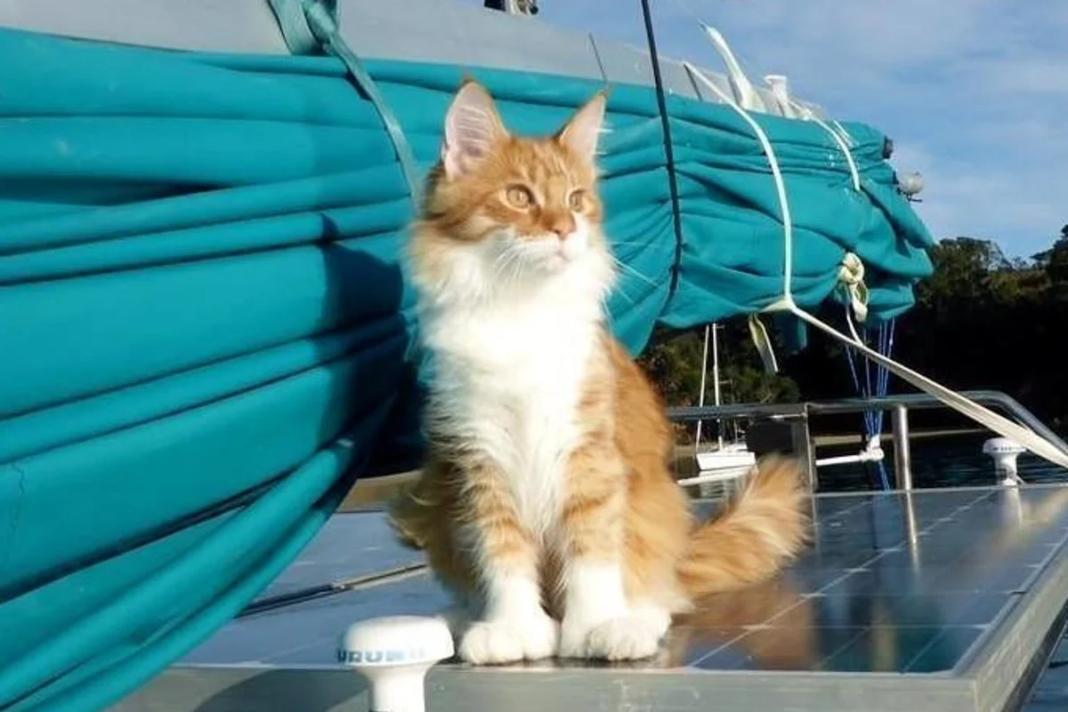 Hen Paul J. Thompson Takes To The Sea In His Sailboat, La Chica, He Can’t Hear The Sound Of The Waves Or The Approach Of Other Vessels. But He Doesn’t Have To. He Has A Cat For That. Strauss Von Skattebol Of Rebelpaws, A.k.a. Skatty, Is A 6-Month-Old Polydactyl Maine Coon, Who, At His Young Age, Has Already Proved Himself To Be An Essential Part Of Thompson’s Crew. Thompson — A Small-Craft Naval Architect And Computer Programmer In Auckland, New Zealand — Is The First Deaf Person To Sail Across The Southern Atlantic Ocean Alone, And He Built His 32-Foot Sailboat Himself. La Chica Boat Built By Skatty The Sailing Cat'S Owner Thompson Hopes To Circumnavigate The Globe In La Chica Single-Handedly — But Not Single-Pawedly. Because With Skatty’s Four Paws And Furry Ears On Board, These Two Sailors Make An Unstoppable Duo. “Without Any Training, Skatty Has Twigged That I Don’t Hear,” Thompson Said. “He Lets Me Know If A Boat Comes Alongside, People Are At My Door (Ashore) And When My Phone Receives Text Messages.” Skatty Alerts Thompson To Texts By Either Putting His Paw On The Phone Or By Sitting On It. To Tell Thompson That Someone Is At The Door, Skatty Will Walk To The Door Or Get Thompson’s Attention With His Body Language. Thompson Elaborates, “Also Skatty Has Learnt To Get My Attention By Coming And Putting His Paw On My Knee And I’ve Learnt To Get Up And Follow Him. Which Normally Leads To His Food Bowl (Empty) But Often Enough It’s Something That I’m Glad To Know About.” Clearly, Skatty Is Not Only A Perfect Fit For The Sailing Life, But Also The Perfect Fit For Thompson. Skatty Boat Cat And Paul Thompson As For Skatty’s Distinctive Full Name, Strauss Von Skattebol Of Rebelpaws, It Comes From His Pedigree. Thompson Adopted Skatty From A Responsible Breeder Because He Always Wanted The Companionship Of A Maine Coon But Couldn’t Find One As A Rescue In New Zealand. Skatty’s Breeder Dubbed The Kitten “Strauss” Because The Feline’s Father, Coonity Van’yar, Is Austrian. Rebelpaws Is The Name Of The Breeder Where Skatty Was Born, And Due To Cat Registration Rules, The Name Of The Breeder Must Be In The Cat’s Official Name. Finally, Skattebol Translates To “My Darling” Or “My Treasure” In Afrikaans, Which Is Paul’s Second Language. More: The Complete Guide To Boating With Cats Skatty’s Long Name Is Certainly Something He Will Grow Into — Along With His Huge Paws. “When Skatty Is Fully Grown, He Should Be Quite A Regal Looking Cat, And The Name Should Fit Purrfectly,” Thompson Confirms. Skatty Main Coon With Big Feet Skatty’s Destiny To Be A Sea Cat Is Linked To His Human’s Longtime Desire To Have A Maine Coon Cruise Alongside Him. “Maine Coons Are At Home Around Water And In This Case, Skatty Is A Polydactyl Cat, Which Is What Ships’ Cats Traditionally Are,” Thompson Said. “The Old Time Sailors Believed That The Big Polydactyl Paws Gave Them A Better Grip On The Deck And Also Made Them Better Mousers. So For Me, As A Sailor, It Is Very Satisfying To Have A Polydactyl Cat.” Skatty Boat Cat Sits Near Anchor Skatty And Thompson Spend Their Summers Aboard La Chica, And In The Winter, They Split Time Between The Boat And A Nearby Apartment. When On Board, Skatty Can Usually Be Found With Thompson Or In One Of His Favorite Spots. “When At Anchor, He Likes To Sit On The Solar Panels As It Gives Him A Good View, And Since The Panels Are Dark, They Keep His Bottom Warm,” Thompson Said. “Does Not Do Too Much For The Charging Rate However.” More: Meet Bailey Boat Cat When The Weather Is Rough, Skatty Hangs Out Below Deck Under The Salon Table. And At Night, Skatty Sleeps In The Crook Of Thompson’s Knee. Skatty Boat Cat Below Deck When Aboard La Chica, Skatty Uses A Litter Box That Stays On Deck While At Anchor And Is Placed In The Lavatory When Underway. Skatty’s Box Uses Pine Pellets, Which Are Also Used In The Ship’s Composting Head. In Addition To Skatty’s Litter Box, Thompson Brought A Few Additional Items Aboard La Chica To Ensure Scatty’s Health, Safety And Kitty Comfort, Including A Fishing Net Should Skatty Ever Fall Overboard And Require Rescue. Wet Boat Cat To Date, Skatty Has Only Fallen In Once, But Thompson Was Ready To Scoop Him Out Of The Water. For Additional Cat Safety, Paul Attached A Rope Ladder To The Stern Of The Boat So Skatty Can Pull Himself Out Of The Water Unaided. Thompson Uses A Portable Refrigerator For Skatty’s Food. As A Vegan, He Doesn’t Require Much Refrigeration, But He Sees To It That Skatty Is Well Fed. “Ashore Or When Coastal Sailing, Skatty Gets Raw Food, Which In New Zealand, Can Be Bought Coarsely Ground With Bone And Heart In It,” He Said. “When Voyaging, When It’s Not Possible To Carry Enough Raw Food For The Duration, He Gets The Wet Cat Food That Is Available In Pouches.” Skatty Boat Cat Above Decks When Asked What Skatty Thinks Of Sea Life, Thompson Said, “He Thinks It’s ‘Meals On Wheels’ Or The Marine Equivalent. His Big Ambition Is To Catch A Seagull…But So Far No Luck!” The Companionship And Unique Perspective That A Cat Provides Are Some Of Thompson’s Favorite Things About Sharing His Vessel With Skatty. “Having A Cat On Board Forces You To Slow Down And Take Life At Your Cat’s Pace. Invariably, That Is A Good Thing As We Are All Far Too Busy Rushing Around. Skatty Wants To Know About Everything And, In Satisfying His Curiosity, I Learn To See Things In A New Light Or From A Different Perspective. Also, The Love Of A Cat Is A Very Special And Precious Thing.” Skatty Boat Cat On Deck Near Water Thinking Of Bringing Your Kitty On Board? Thompson Said It’s Important To Introduce A Cat To Their New Environment Slowly, Especially Since Loud Diesel Engines Can Scare Cats At First. “Once You Can Start The Engine Without Kitty Going Haywire, Go For A Short Trip And Then Gradually Increase The Duration,” He Said. “Most Cats Are Purrfectly Content Under Sail And At Anchor. “Be Extra Careful If You Are Anchored Or Moored In A Strong Tidal Stream As It Can Be That Your Cat May Be Swept Away Before He Can Save Himself. Lastly, It Is Absolutely Vital For Your Cat To Come When Called. It Is Easily Done With Clicker Training. So Please Take The Time To Do It.” Speaking Of Safety, While Skatty Can Swim, He Wears A Life Jacket In La Chica’s Dinghy When The Seas Are Rough. Otherwise, He Wears A Harness. Skatty Sailing Cat Sits On Boom When He’s Not Adventuring Or Spending Time With His Favorite Human, Skatty Is Working Toward Becoming A Therapy Cat, And He Often Visits People In Hospices. “Older People In These Places Are Often Desperate For A Bit Of Attention And Love, And A Cat Does Not Care That They Are Sick Or May Be Not So Good Looking Any More,” Thompson Said. “Skatty Just Loves Them All.” Skatty Boat Cat Inspects Boom