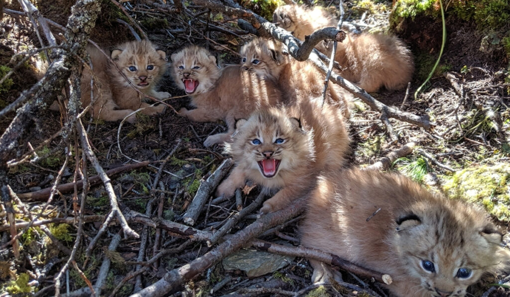 Canadian Lynx Kittens