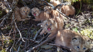 Canadian Lynx Kittens,
