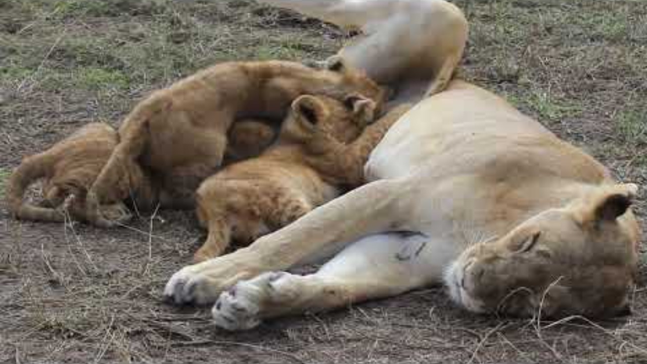 Cubs Breast Feeding