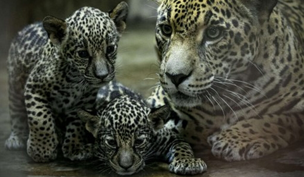 Jaguar mother and her babies