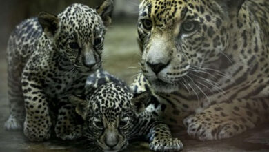 Jaguar Mother And Her Babies