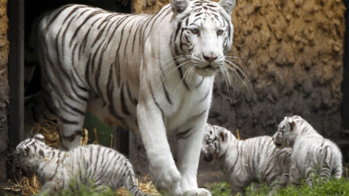 Life At The Zoo Incredibly Cute Footage Of A White Tigress With Three Cubs