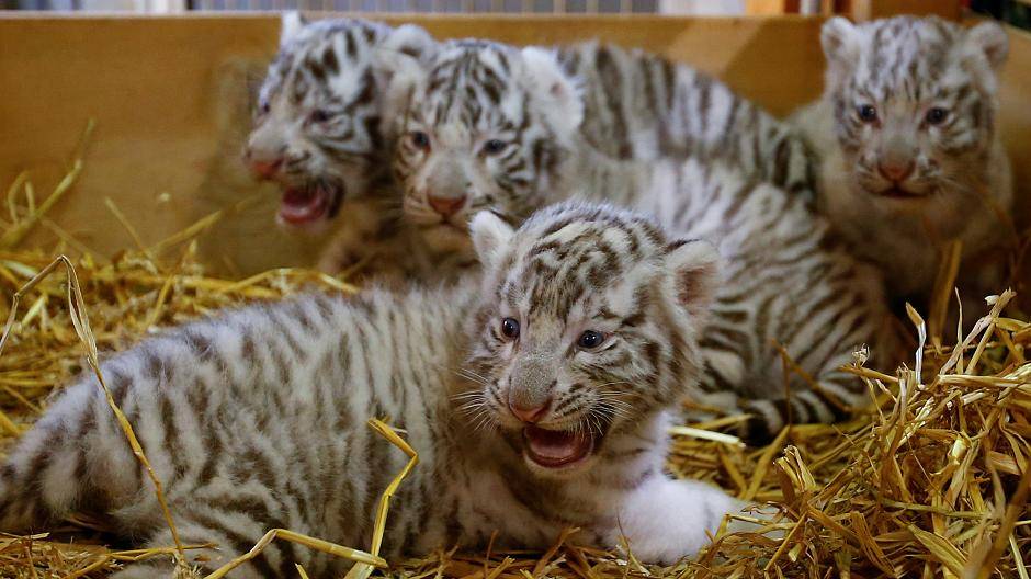 Rare white tiger cubs playing