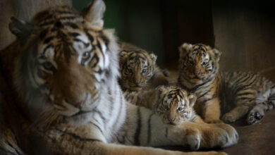 Search Of Tigress Sonam &Amp; Her 3 Cubs,
