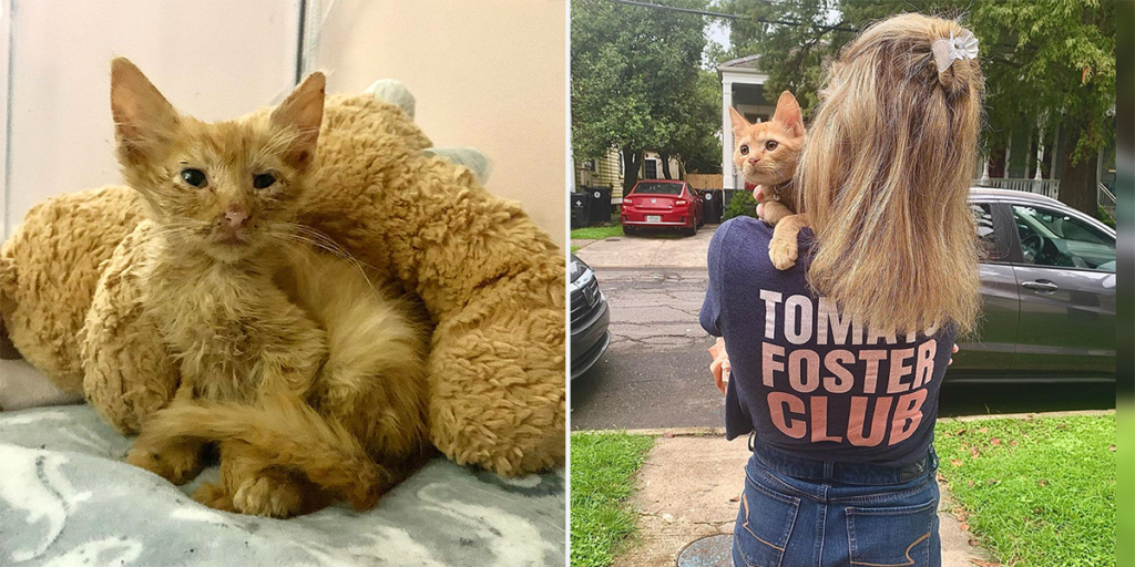 Foster Mom Adopts 100th Foster Kitten Steve O After Bringing Him Back to Life