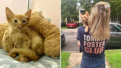 Foster Mom Adopts 100Th Foster Kitten Steve-O After Bringing Him Back To Life