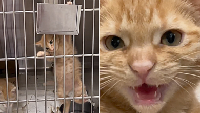 Hashbrown The Kitten Has Serious ‘Orange Cat Vibes And Does Things Differently